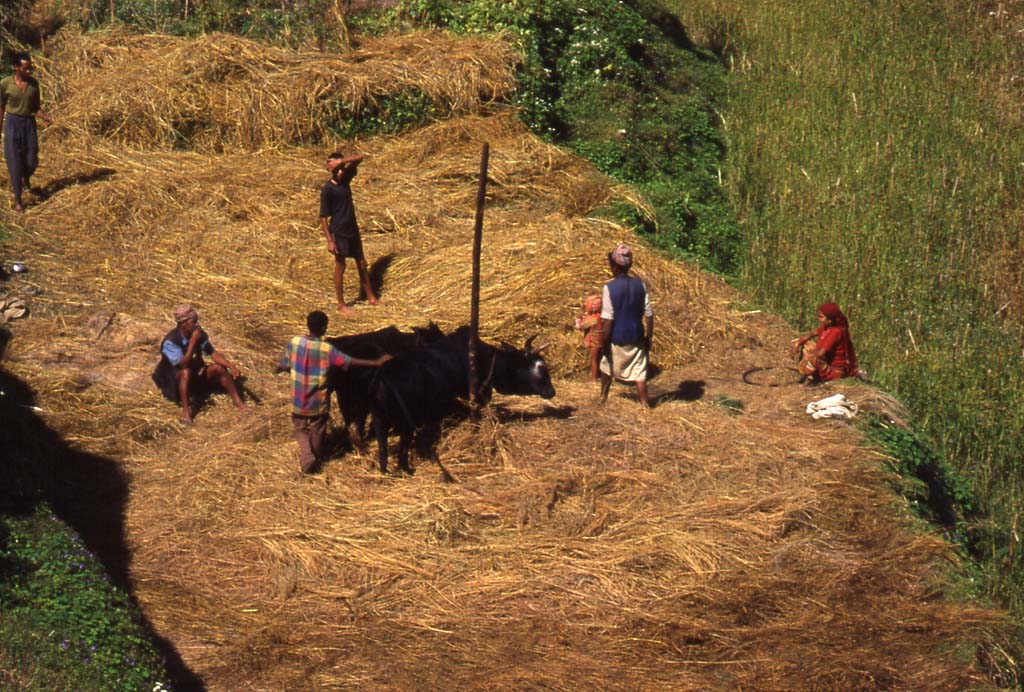 Scène de dépiquage à Bichok, le 27 octobre 1998