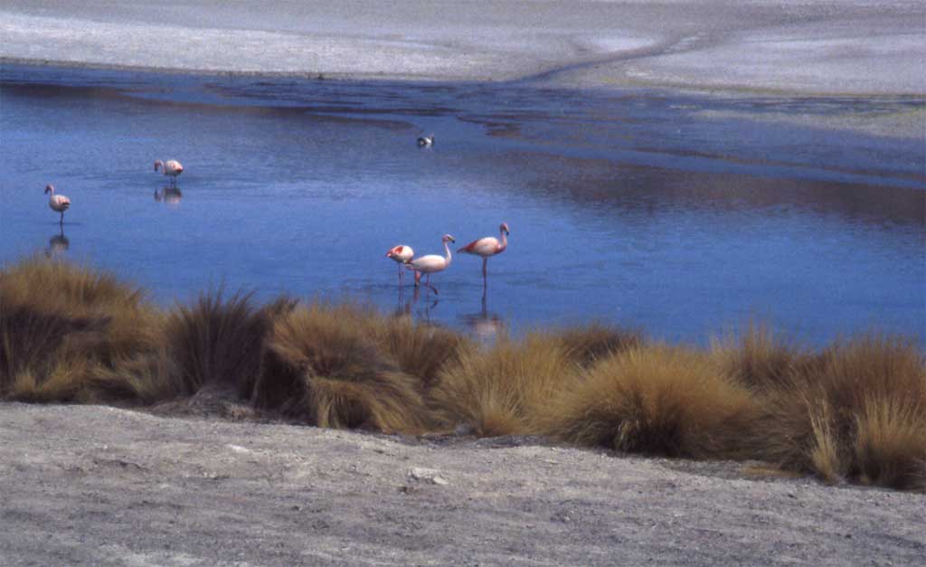Flamants roses sur la laguna Hedionda, le 20 août 2000