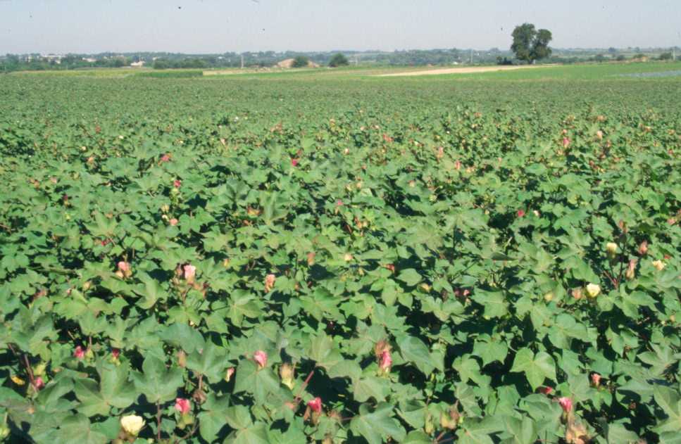 Champ de coton au sud de Tachkent, le 9 août 2004