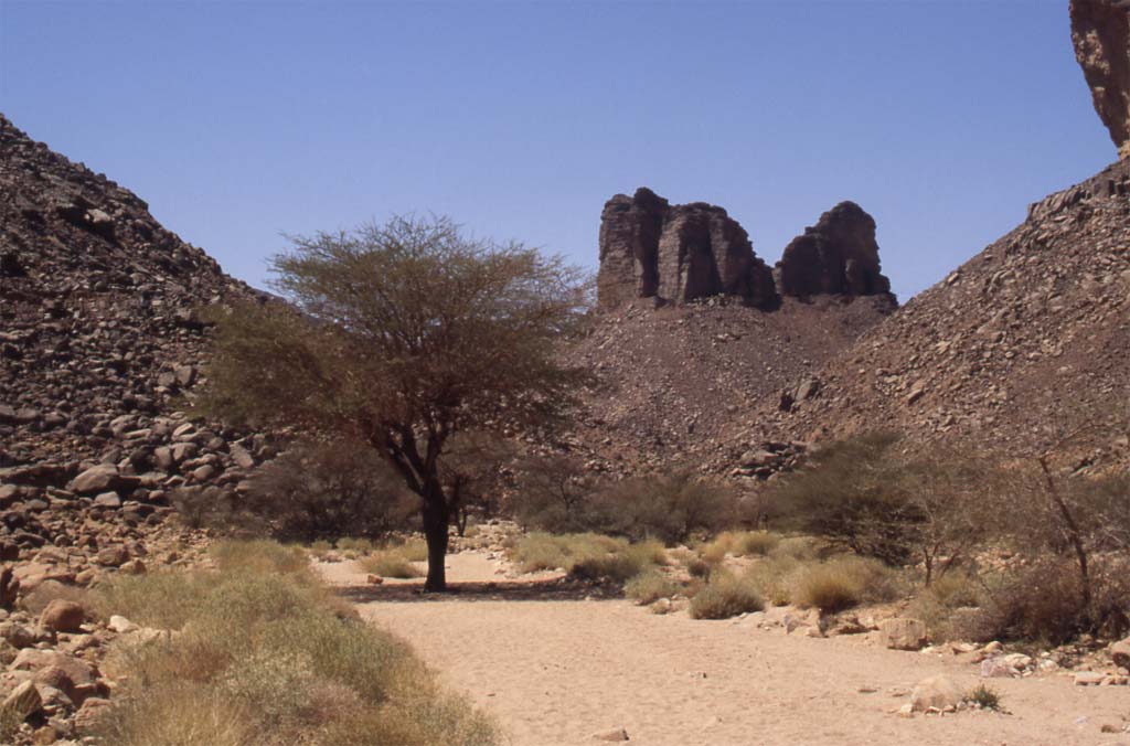 Un bel accacia sous lequel nous avons pique-niqué, le 17 mars 2006