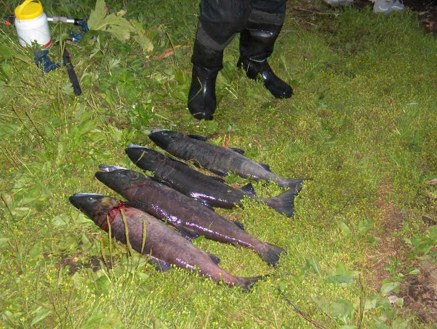 Pêche miraculeuse dans le lac Capelio, le 12 août 2006