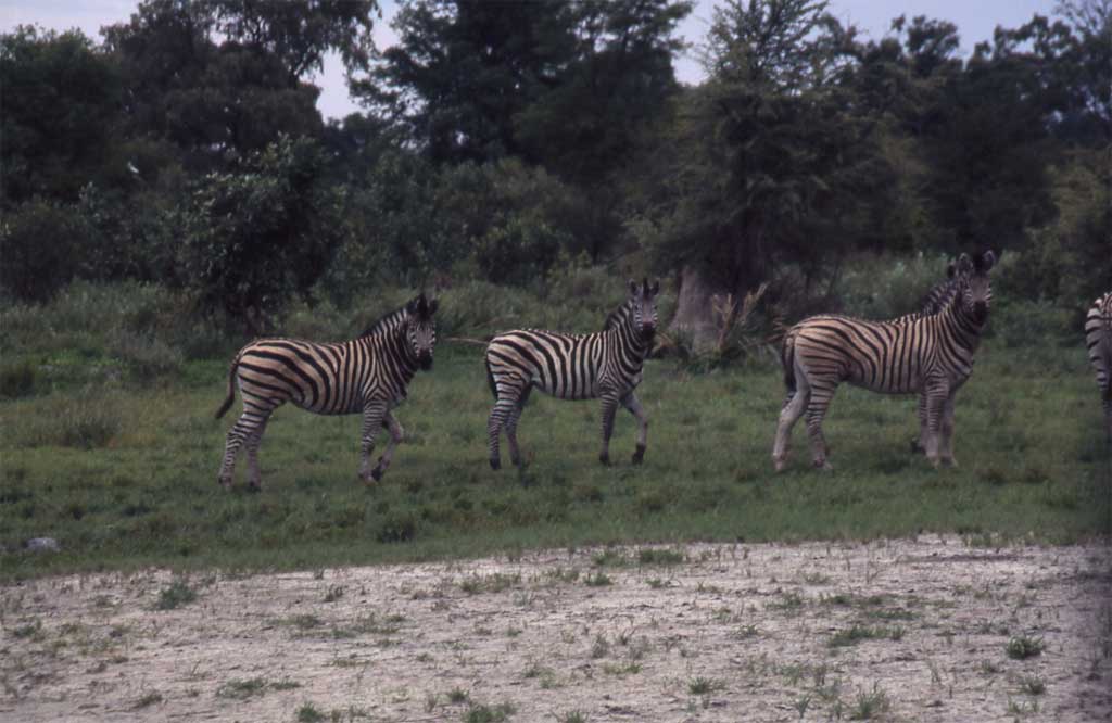 Troupeau de zèbres, le 25 décembre 2006