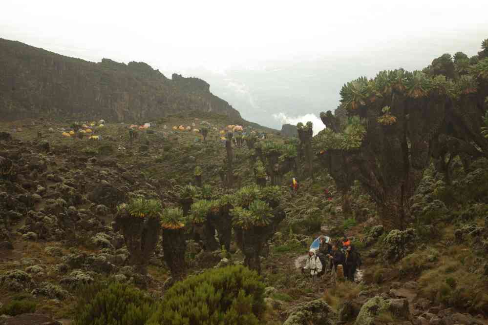 Arrivée au camp de Barranco au milieu des sénéçons géants, le 13 février 2008