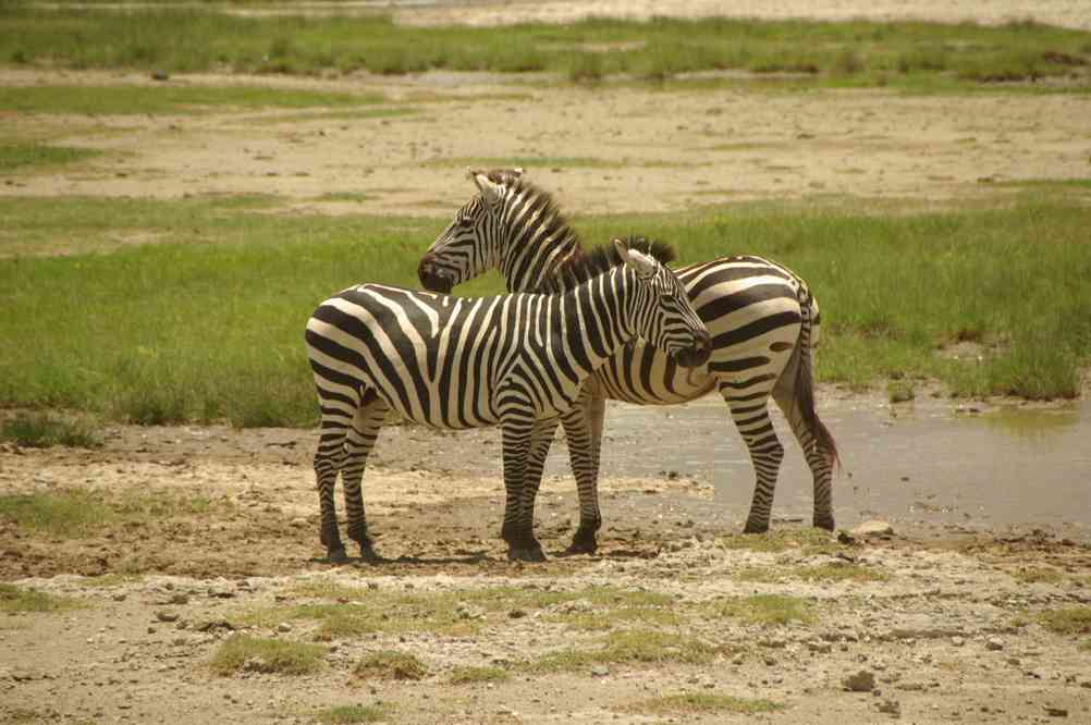 Zèbres dans le cratère du N’gorongoro, le 17 février 2008