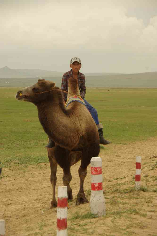 Chameau de Bactriane dans le « Bayan Gobi », le 7 août 2013
