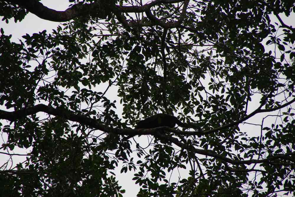 Randonnée dans la jungle en lisière du site de Palenque. Singe hurleur, le 23 janvier 2016