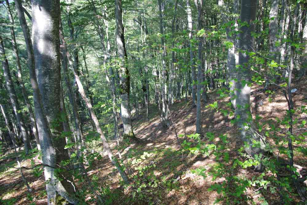 La forêt existe ! (13 juillet 2016)