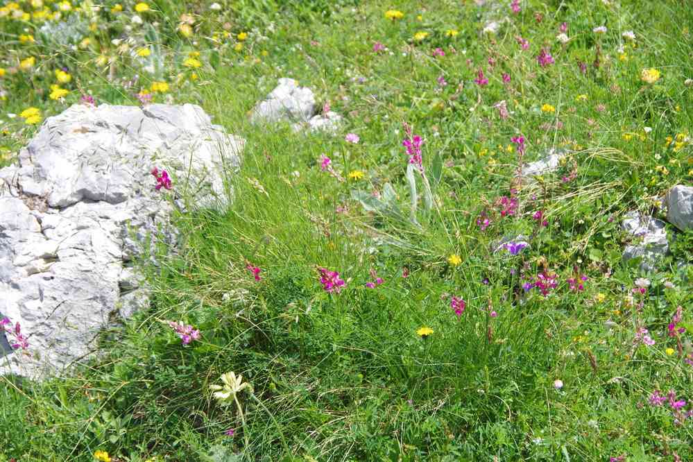 Jolies fleurs, le 13 juillet 2016