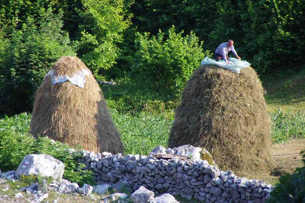 Confection d’une meule de foin à l’ancienne, le 13 juillet 2016