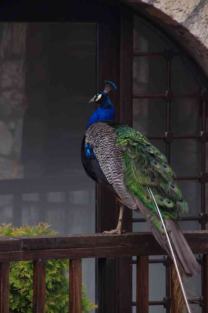 Monastère de Saint-Naum (Манастир „Свети Наум“), le 17 juillet 2016