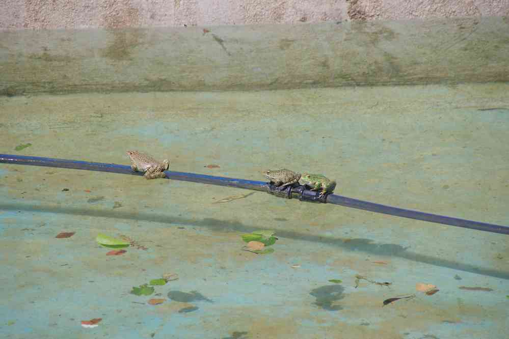 Crapauds, le 20 juillet 2016