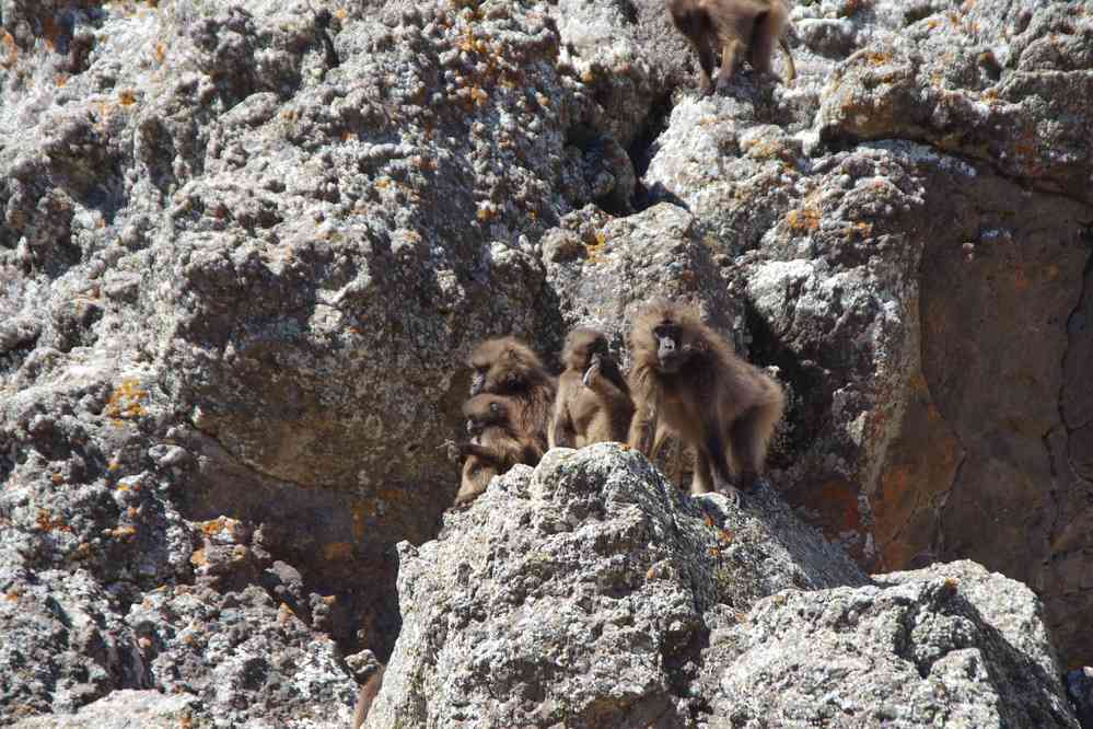 Babouins gélada au-dessus du col de Bwahit, le 19 janvier 2017