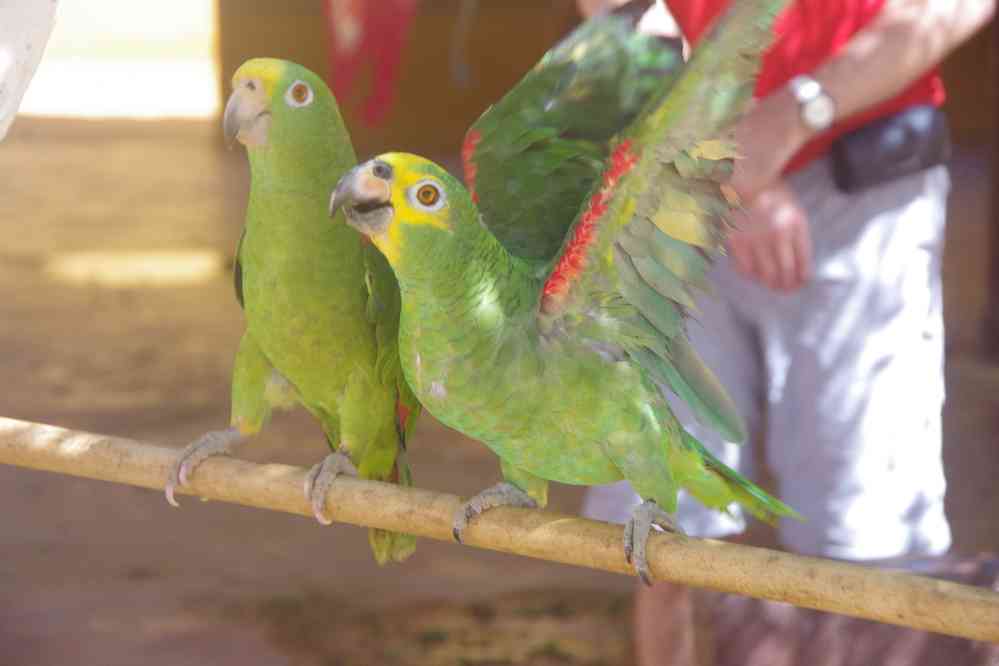 Perroquets, le 26 janvier 2018