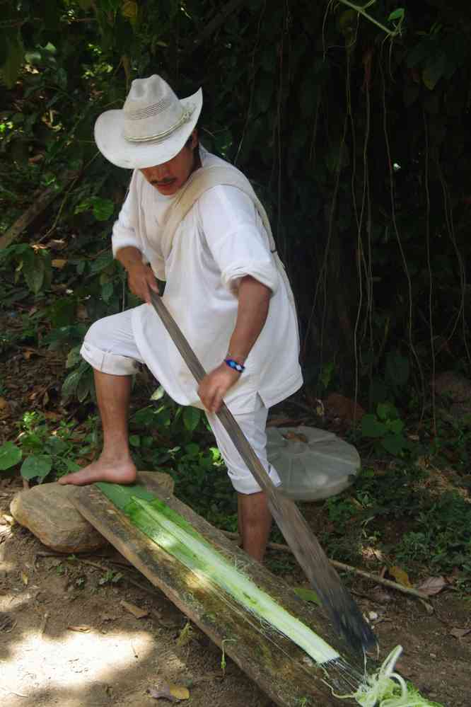 Démonstration des techniques de vannerie wiwa. Ou arhuaco, kogis, kank..., le 30 janvier 2018