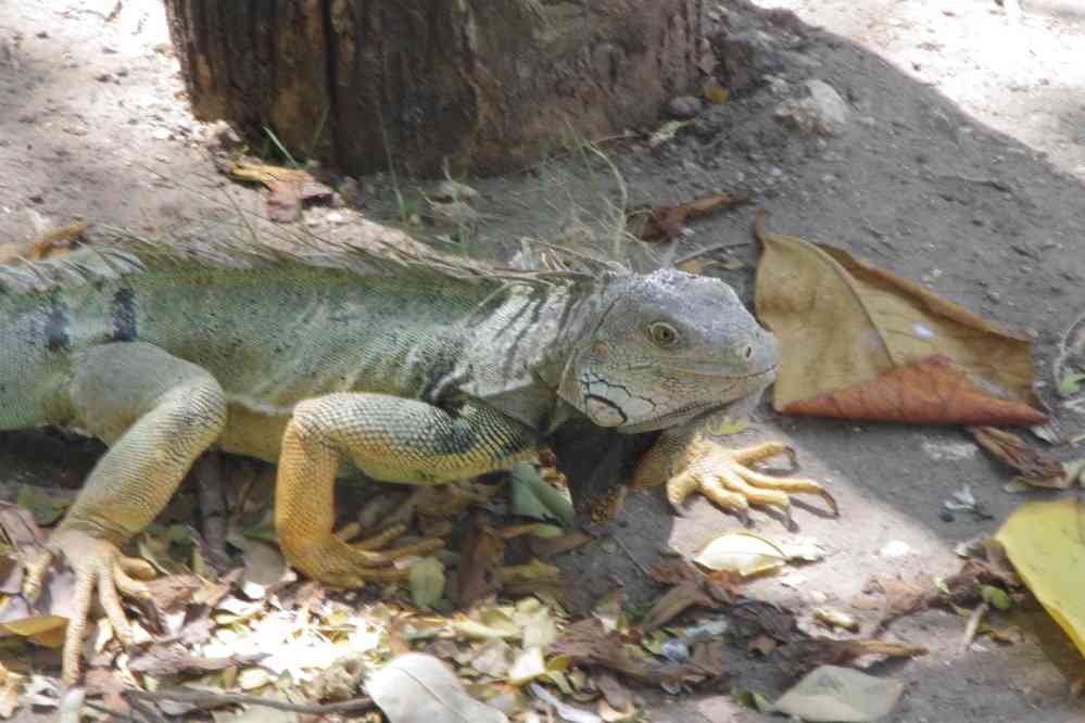 Carthagène-des-Indes : iguane dans le parc du Centenaire, le 3 février 2018