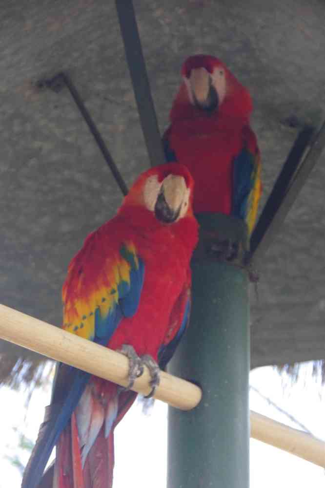 Antigua : perroquets dans la Casa Santo Domingo, le 10 février 2020