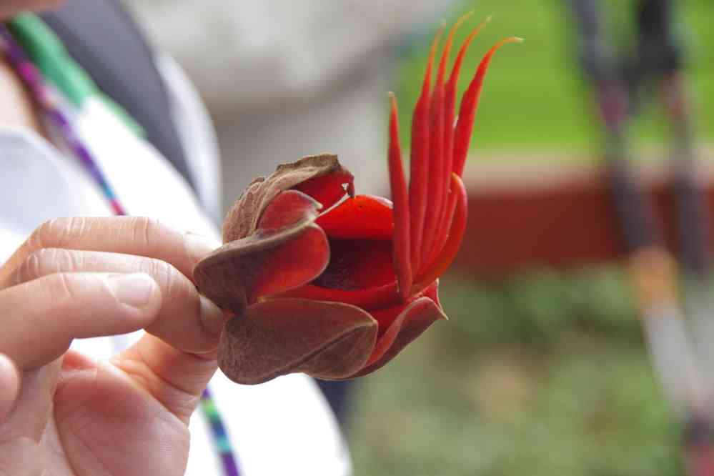 Fleur rouge sur le volcan Pacaya, le 11 février 2020