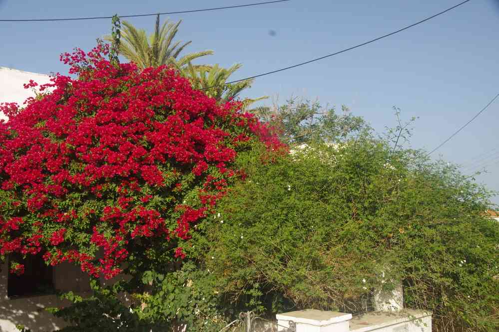 Siphnos (Ν. Σίφνος), Artemonas (Αρτεμώνας), le 23 juin 2021