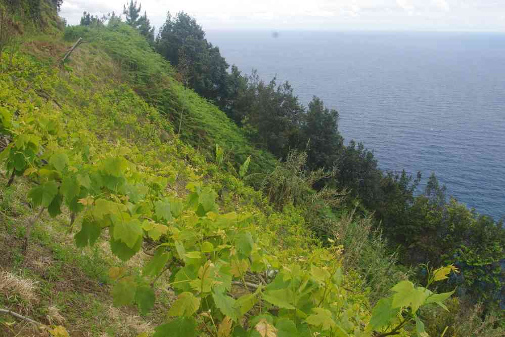 En direction de Porto da Cruz, le 3 mai 2022. Vignes dans la montagne
