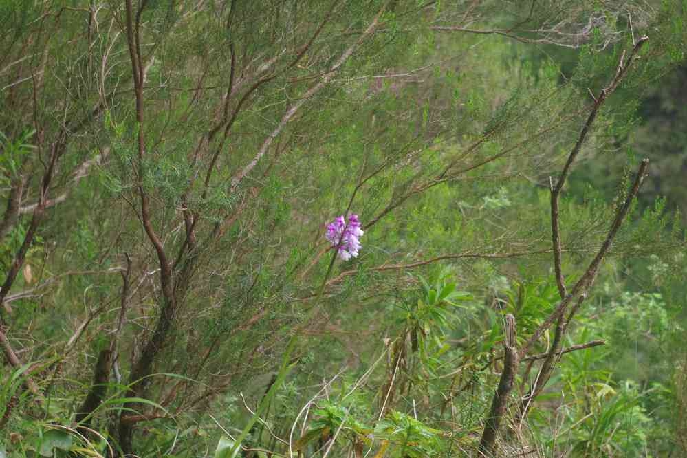 Vers le Chaudron d’Enfer (Caldeirão do Inferno), le 4 mai 2022