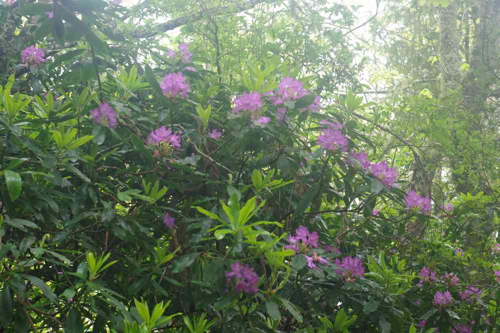 Retour du Chaudron d’Enfer (Caldeirão do Inferno), le 4 mai 2022