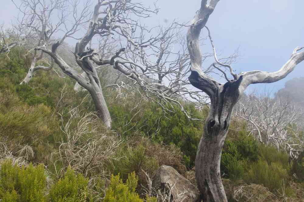 Du pico Ruivo au pico do Areeiro, le 5 mai 2022
