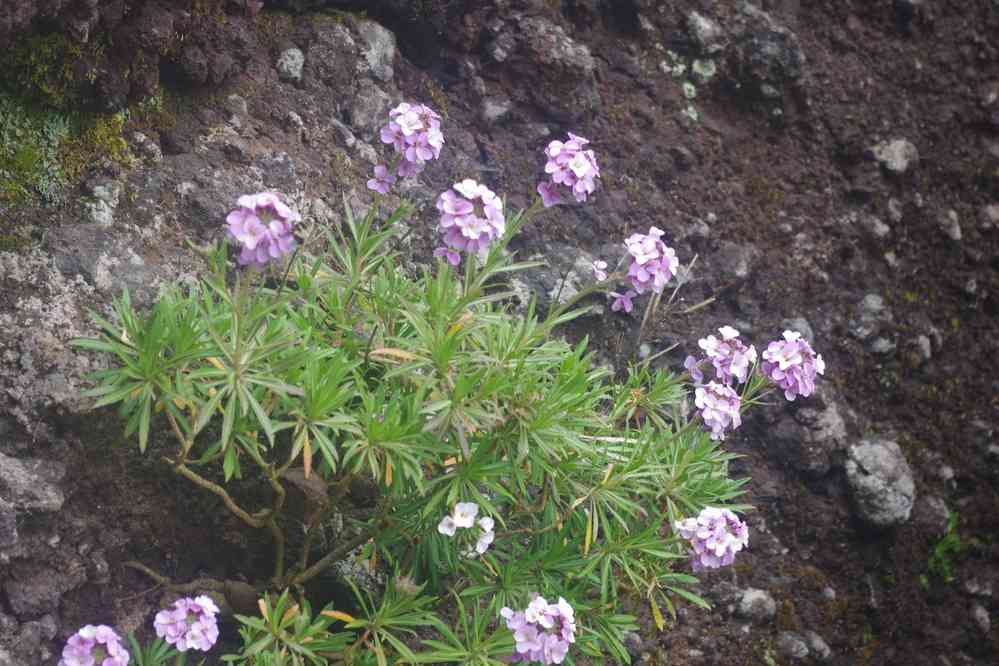 Du pico Ruivo au pico do Areeiro, le 5 mai 2022
