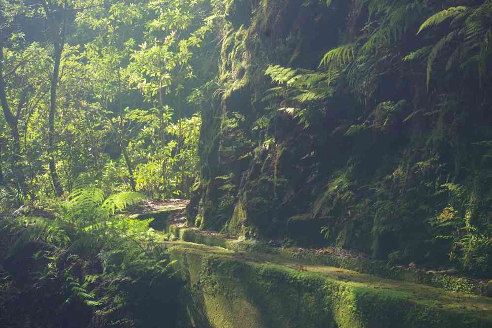 Levada dos Tornos, le 6 mai 2022