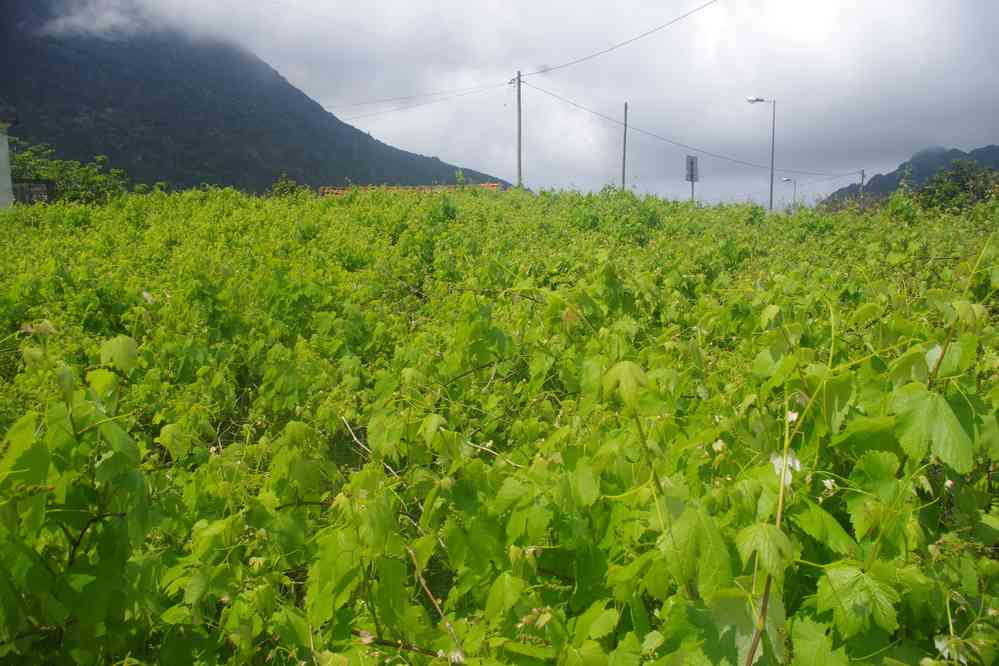 Vignes à Quebrada, le 6 mai 2022