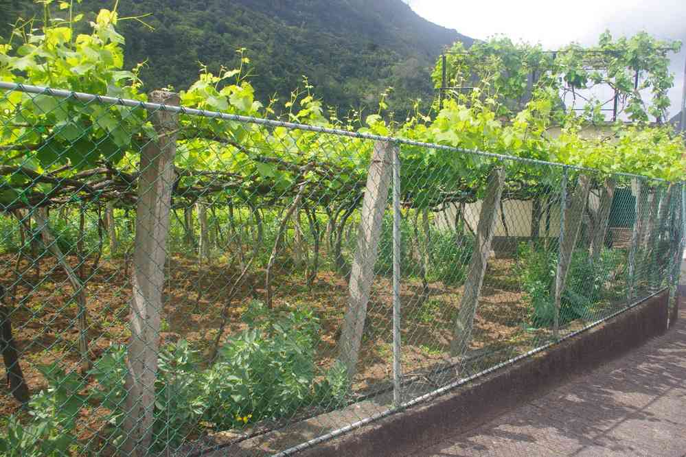 Vignes à Faja do Penedo, le 6 mai 2022