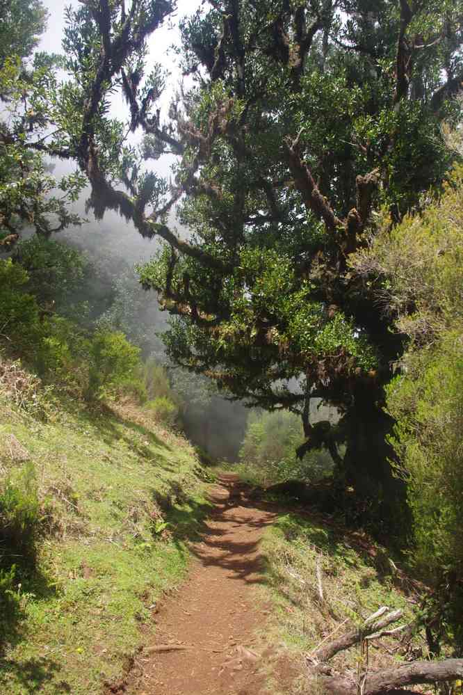 Randonnée sur le plateau Paul da Serra. En direction de Fanal, le 7 mai 2022