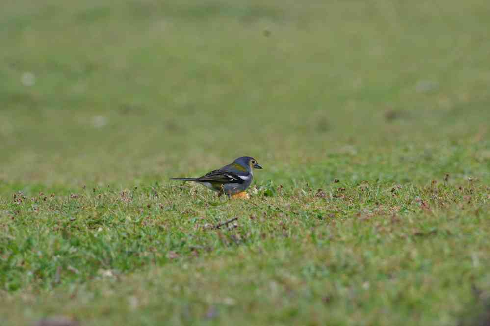 Fanal, sur le plateau Paul da Serra. (photographie au téléobjectif), le 7 mai 2022