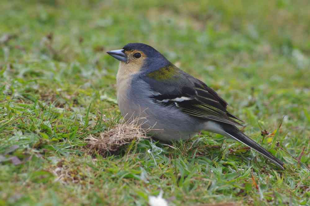 Fanal, sur le plateau Paul da Serra. (photographie au téléobjectif), le 7 mai 2022
