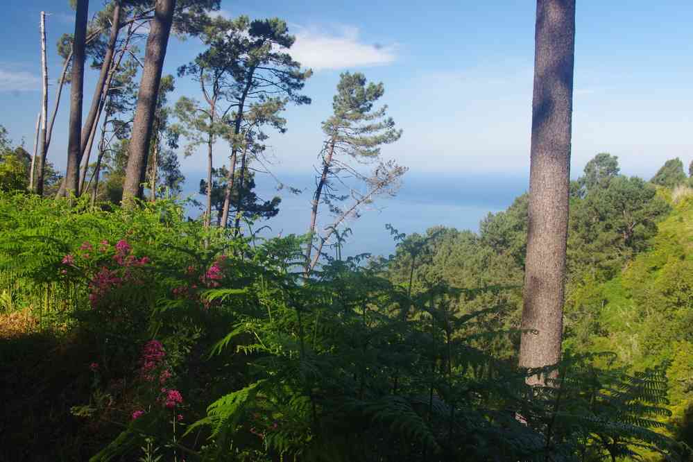 Randonnée le long de la levada Nova, le 9 mai 2022