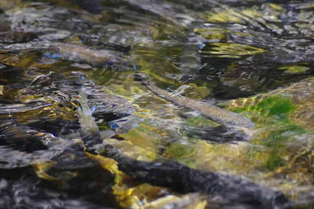 Truites près de la cascade de Dona Beija, le 10 mai 2022