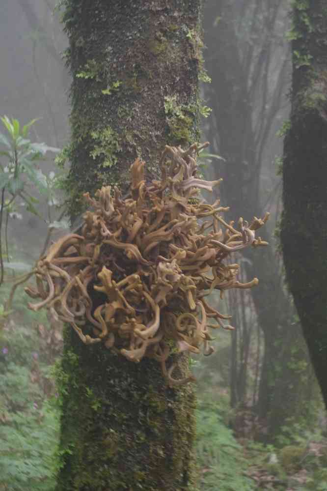 Champignon sur un arbre, le 11 mai 2022