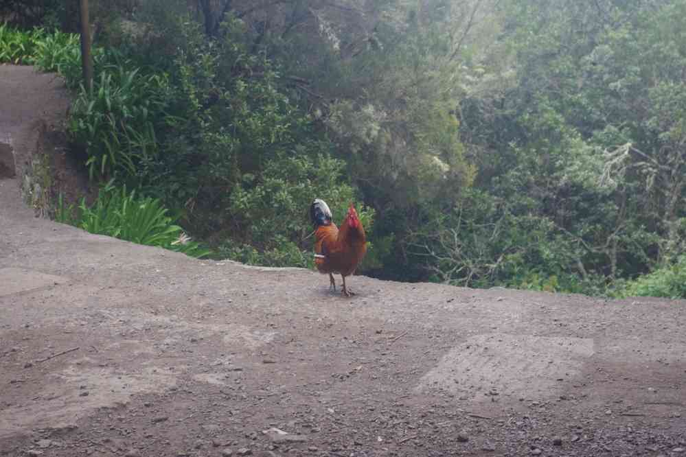Fin de parcours le long de la levada del Norte, le 11 mai 2022