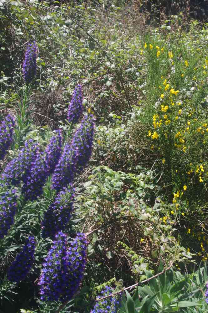 Descente vers Curral das Freiras, le 12 mai 2022