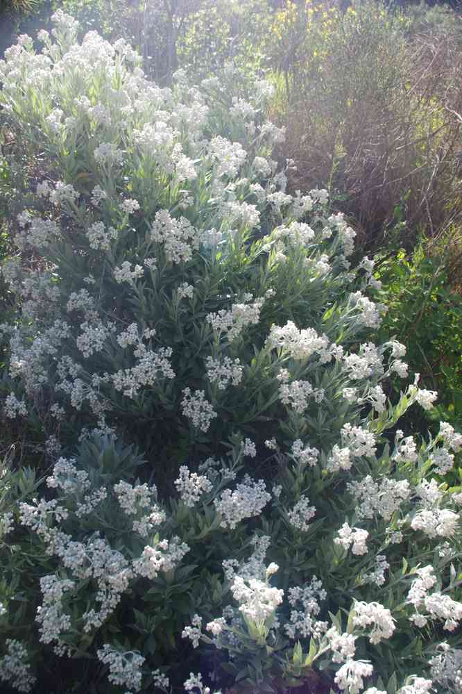 Descente vers Curral das Freiras, le 12 mai 2022
