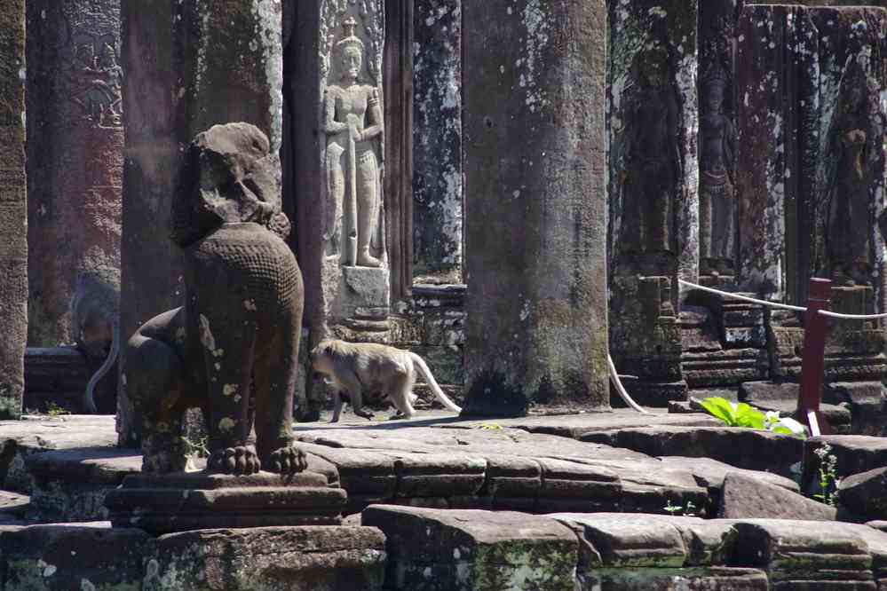 Angkor (អង្គរ), singes sur le temple du Bayon (ប្រាសាទបាយ័ន), le 23 janvier 2023