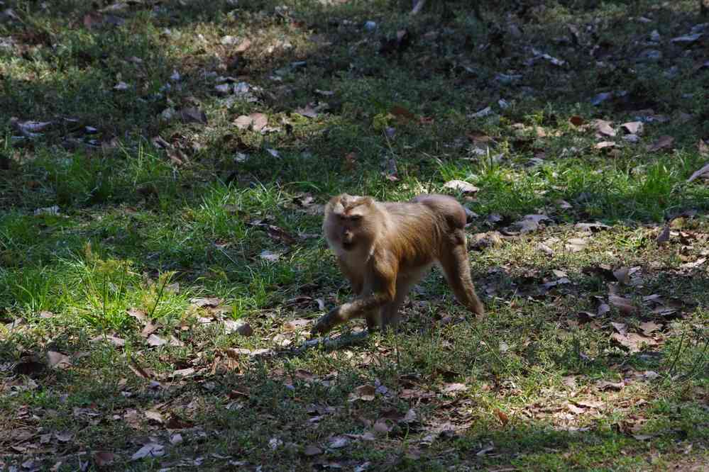 Angkor (អង្គរ), singes près du temple du Bayon (ប្រាសាទបាយ័ន), le 23 janvier 2023
