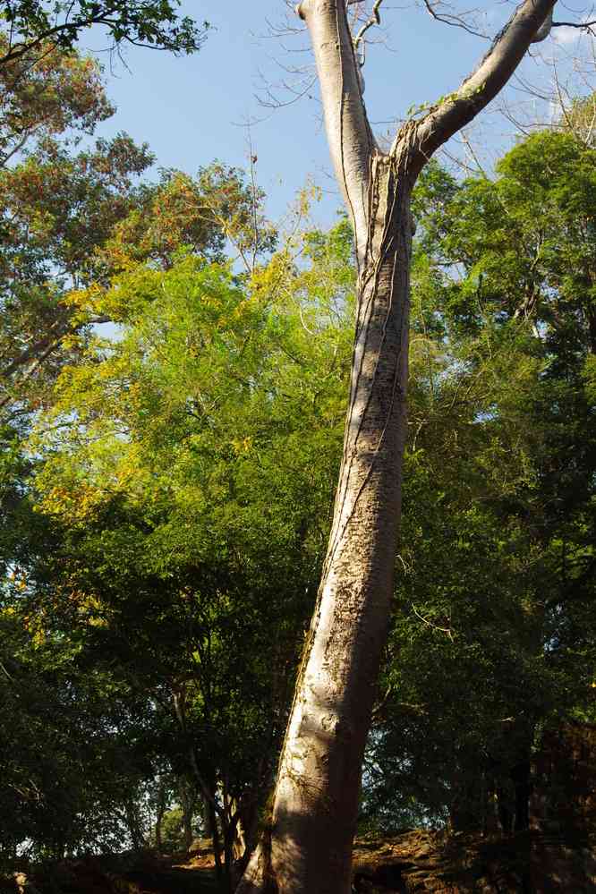 Angkor (អង្គរ), arbre fromager près de la porte nord d’Angkor Thom (អង្គរធំ), le 23 janvier 2023