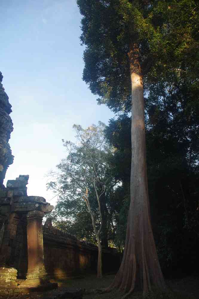 Angkor (អង្គរ), en ressortant du temple de Preah Khan (ប្រាសាទព្រះខ័ន), le 23 janvier 2023