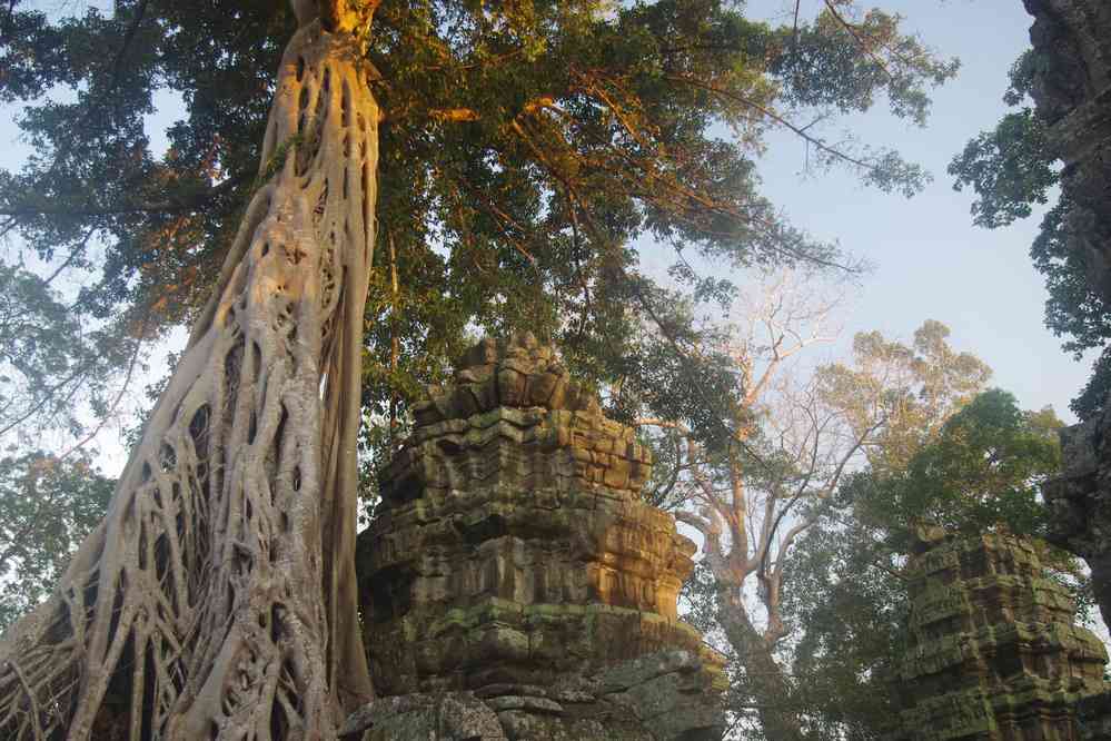 Angkor (អង្គរ), temple de Ta Prohm (ប្រាសាទ តាព្រហ្ម), le 23 janvier 2023