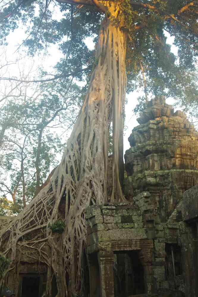 Angkor (អង្គរ), temple de Ta Prohm (ប្រាសាទ តាព្រហ្ម), le 23 janvier 2023