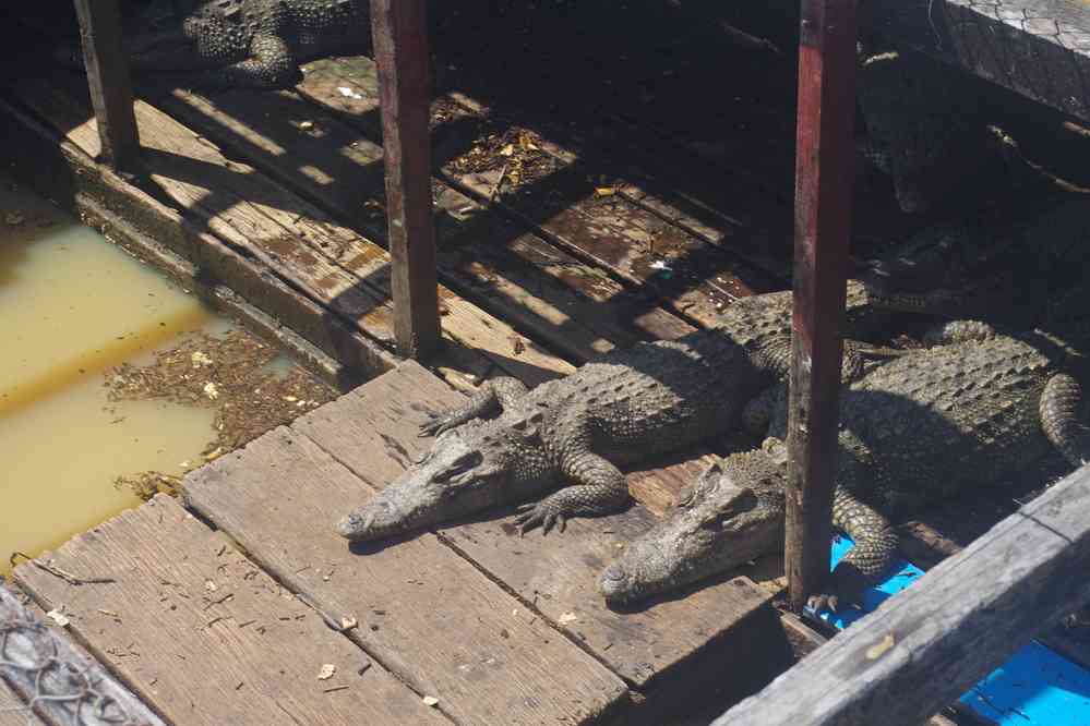 Navigation sur le lac Tonlé Sap (បឹងទន្លេសាប). Halte à la ferme des crocodiles, le 24 janvier 2023