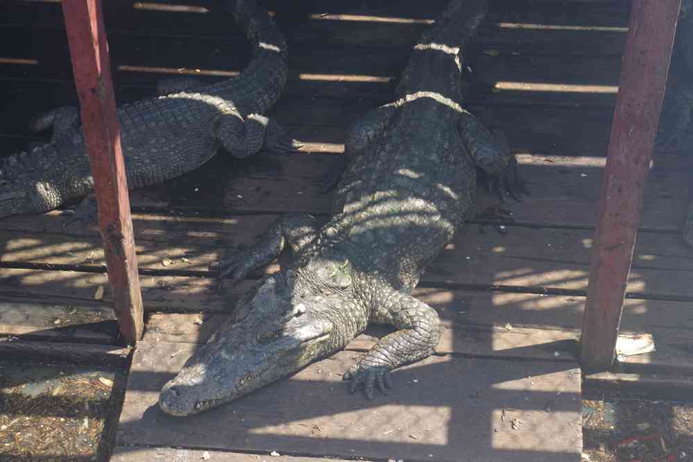 Navigation sur le lac Tonlé Sap (បឹងទន្លេសាប). Halte à la ferme des crocodiles, le 24 janvier 2023