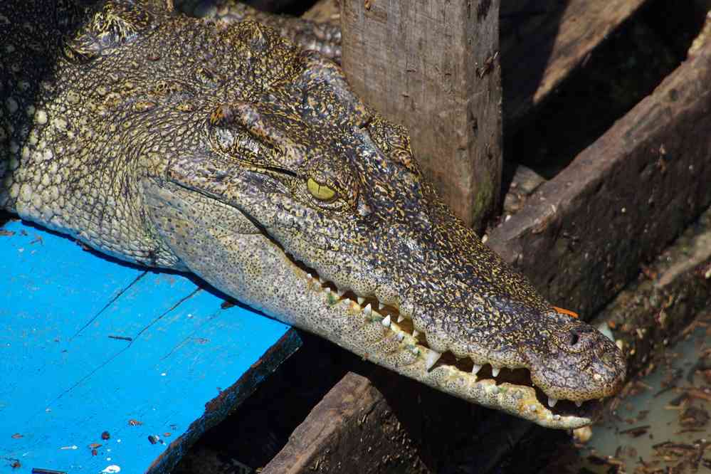 Navigation sur le lac Tonlé Sap (បឹងទន្លេសាប). Halte à la ferme des crocodiles, le 24 janvier 2023