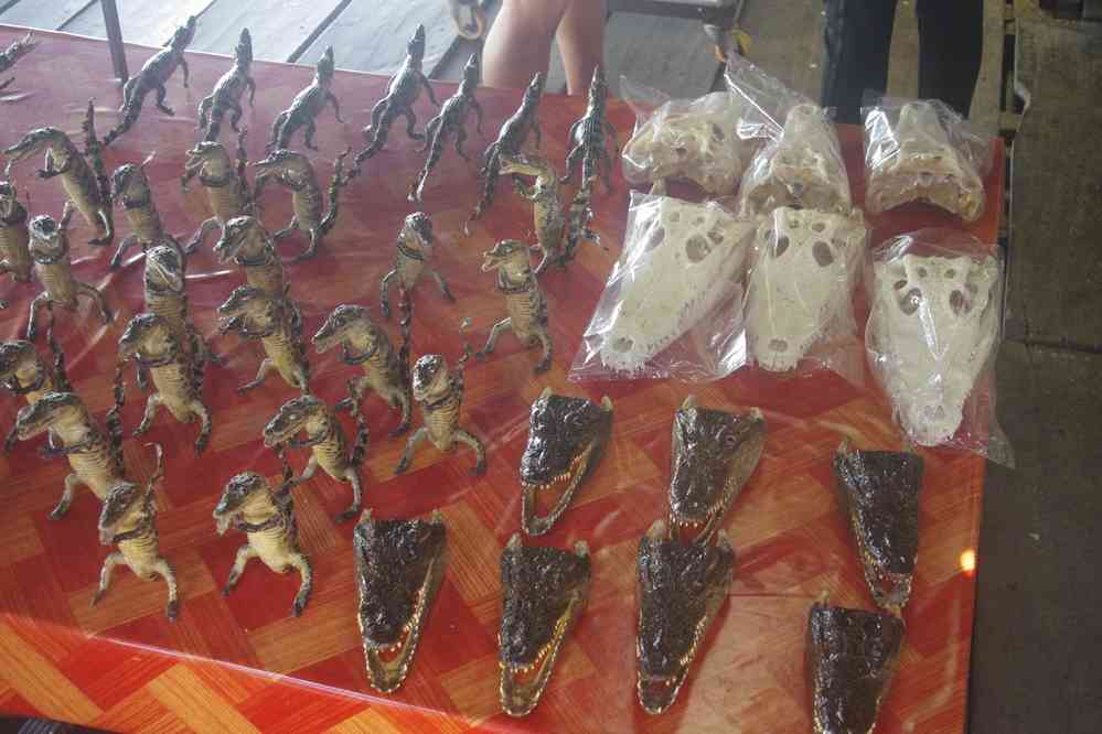 Navigation sur le lac Tonlé Sap (បឹងទន្លេសាប). Halte à la ferme des crocodiles, le 24 janvier 2023