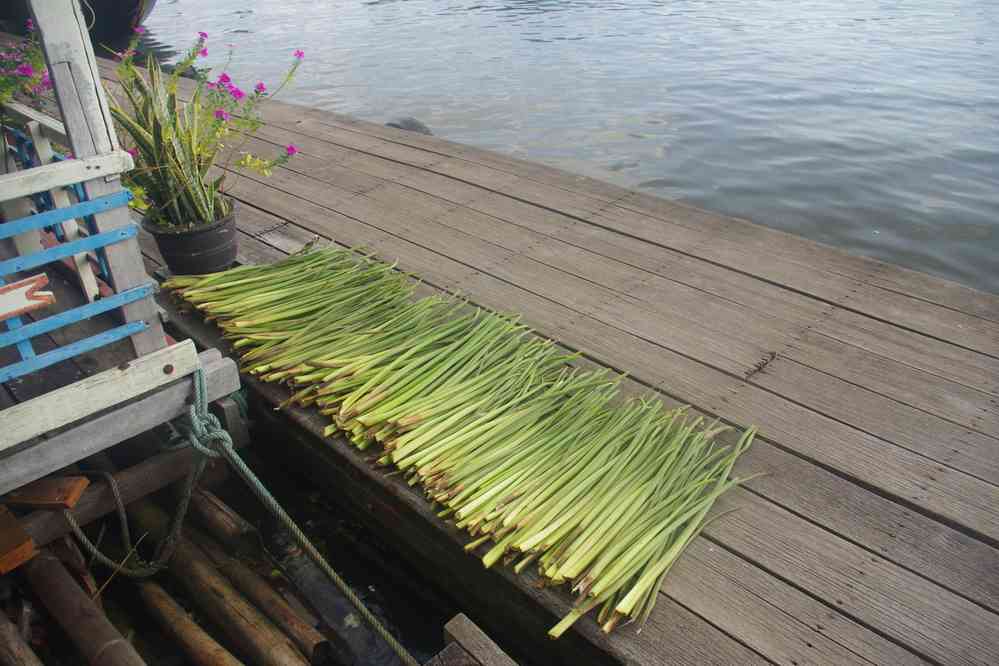 Navigation sur le lac Tonlé Sap (បឹងទន្លេសាប). Vannerie sur jacinthes d’eau, le 24 janvier 2023